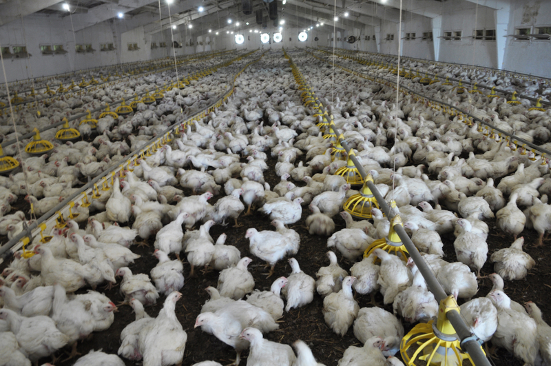 Example of Poultry Farm