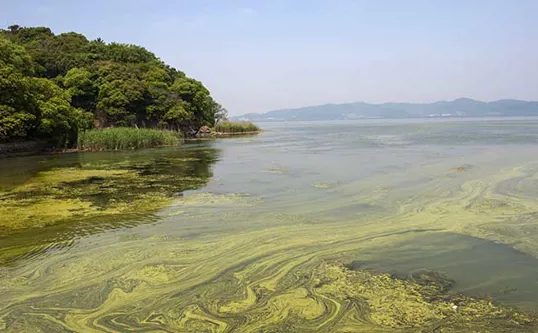 Algae Bloom Salt Water