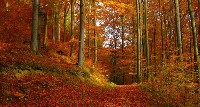 Autumn Forest