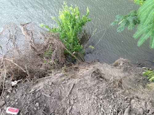 vegetation and loose dirt in the Elizabeth River