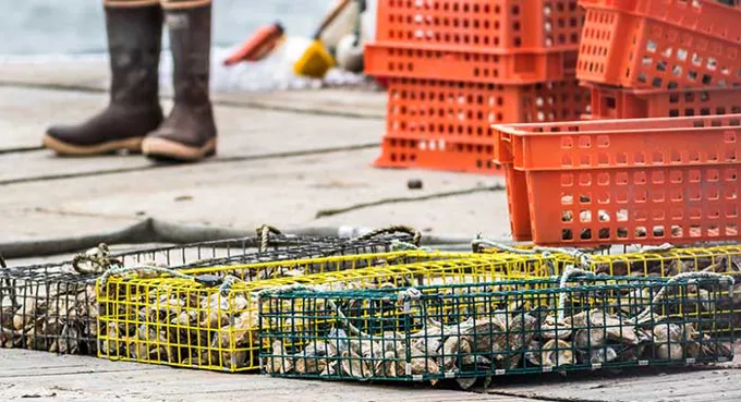 Oyster Cages On Dock Rabbitti Shutterstock