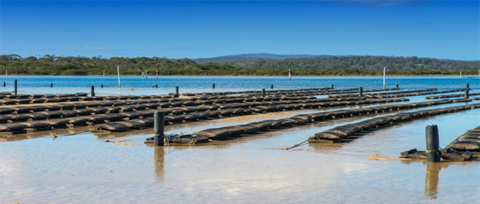 Riparian Property Rights Vs Oyster Aquaculture