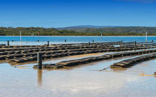 Riparian Property Rights Vs Oyster Aquaculture