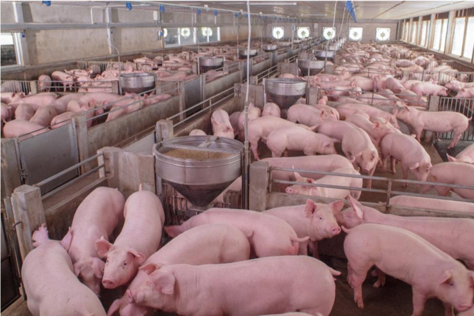 Photo With Lots Of Pigs Inside Barn