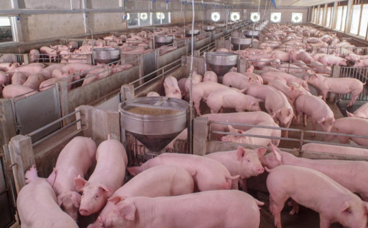 Photo With Lots Of Pigs Inside Barn
