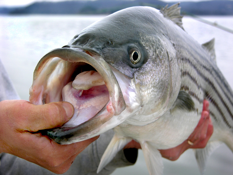 Fisheries articles striped
