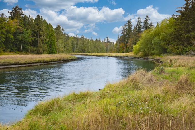 Riparian Waterway Elena Alex Ferns Shutterstock