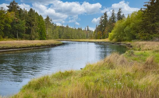 Riparian Waterway Elena Alex Ferns Shutterstock