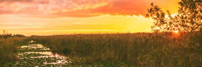 Jtl Wetlands Article Photo 2 Maridav Shutterstock 1520594933