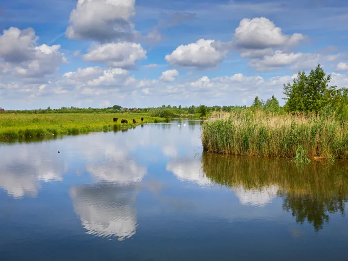 Wetlands