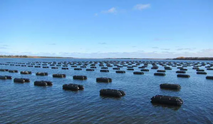 Floating Oyster Cages