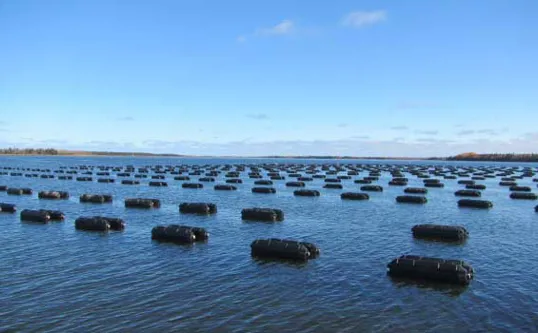 Floating Oyster Cages