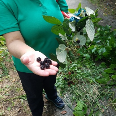 Tart blackberries found in the trails of Paradise Creek Nature Park.