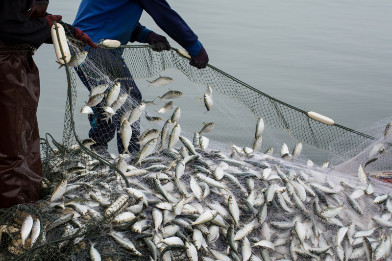 Fisheries Management in Virginia
