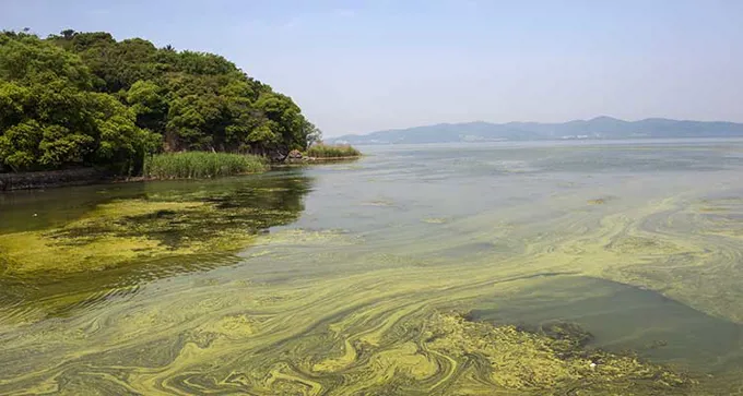 Algae Bloom Salt Water